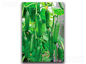 �G��1̖-�S�ϷN��-���_