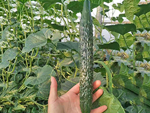 ���_-�S�ϷN��-���_