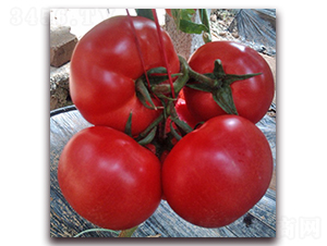 1688-��TY���ѷN��-���_(d��)