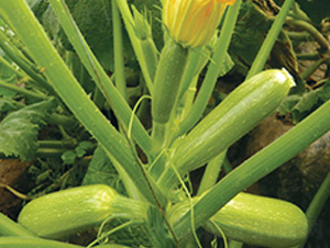 �f��-�����J�N��-����r(n��ng)�I(y��)