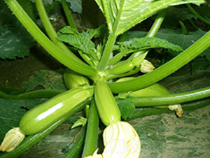 ������-�����J�N��-����r(n��ng)�I(y��)