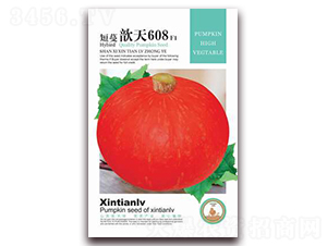 短蔓歆天608-南瓜種子-歆天綠