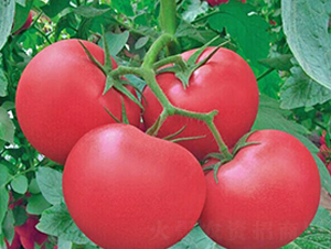 �I(l��ng)����̖(h��o)-�۹����ѷN��-���_(d��)