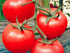 �I(l��ng)��һ̖-�۹����ѷN��-���_(d��)