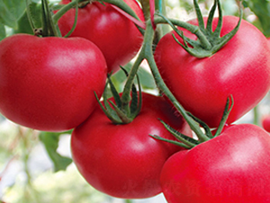 ���Ķ�̖-�۹����ѷN��-���_