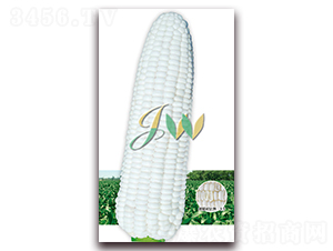 ���Ŵ808-�rʳ���׷N��-�I�ھ���