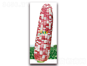 �f��ǧ�t-�rʳ���׷N��-�I�ھ���