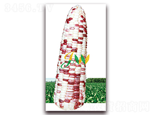 ����Ŵ100-�rʳ���׷N��-�I�ھ���