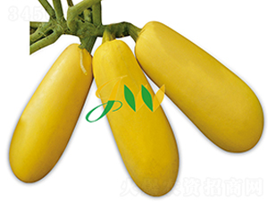 ѩ����̖-�����J�N��-�I�ھ���