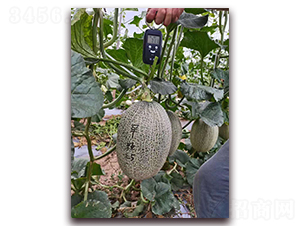 早熟25-甜瓜種子-金谷源