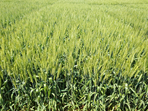 ����29-С���N��-�S��(l��)�N�I(y��)