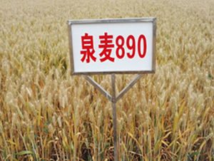 Ȫ��890-С���N��-�S��(l��)�N�I(y��)