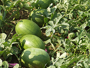 ���-���ϷN��-�S���N�I(y��)