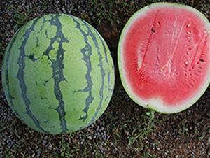 �ۼ�-���ϷN��-�S���N�I(y��)