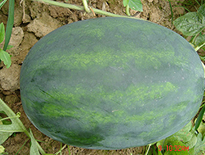 �S����̖(h��o)-���ϷN��-�S���N�I(y��)