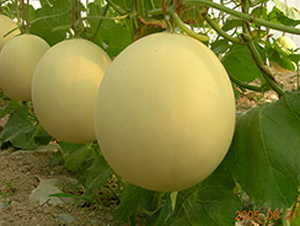 �S����̖(h��o)-��ϷN��-�S���N�I(y��)