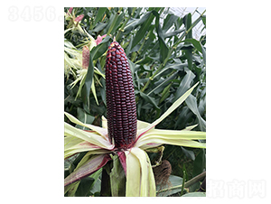 ����Ŵ20-���׷N��-�S���N�I(y��)