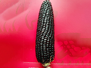 �ɿ���905-���׷N��-�S���N�I(y��)