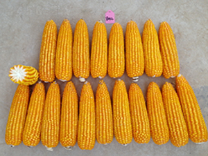 ��(zh��n)��002-���׷N��-�S���N�I(y��)