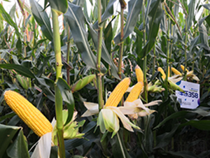 �S��358-���׷N��-�S���N�I(y��)