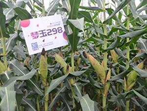 ��(m��ng)��298-���׷N��-�S���N�I(y��)