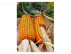 ����525-���׷N��-�S���N�I(y��)