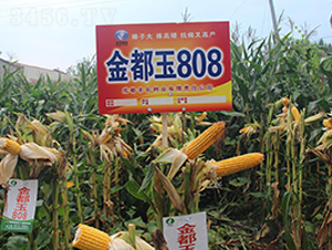 ����808-���׷N��-�S���N�I(y��)