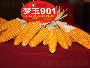 ��(m��ng)��901-���׷N��-�S���N�I(y��)