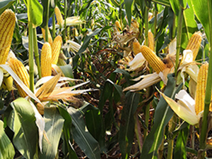 �S��382-���׷N��-�S���N�I(y��)