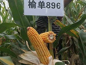 �܆�896-���׷N��-�S���N�I(y��)