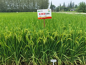 �L�Ƀ�(y��u)544-ˮ���N��-�S���N�I(y��)