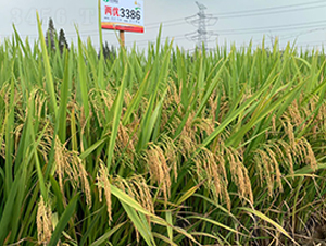 �Ƀ�(y��u)3386-ˮ���N��-�S���N�I(y��)