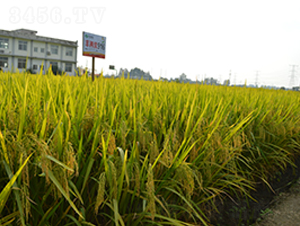 �S�Ƀ�(y��u)916-ˮ���N��-�S��(l��)�N�I(y��)