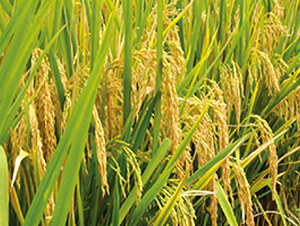 ��(n��i)��(y��u)506-ˮ���N��-�S��(l��)�N�I(y��)