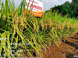 ������(y��u)2117-ˮ���N��-�S��(l��)�N�I(y��)