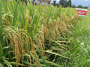 ����(y��u)997-ˮ���N��-�S��(l��)�N�I(y��)