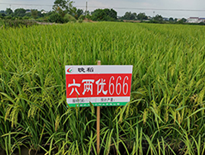 ���Ƀ�(y��u)666-ˮ���N��-�S��(l��)�N�I(y��)