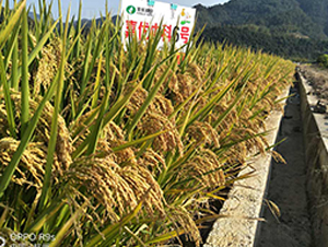 �΃�(y��u)�п�6̖(h��o)-ˮ���N��-�S��(l��)�N�I(y��)