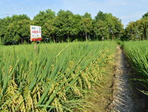 �S�Ƀ�(y��u)��һ̖(h��o)-ˮ���N��-�S��(l��)�N�I(y��)