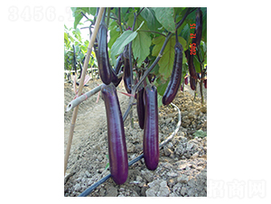 �r(n��ng)���L(zh��ng)��-���ӷN��-���r(n��ng)