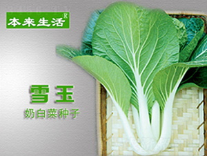 ��������ѩ��-�๣�˷N��-�A̩���