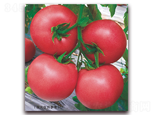 金棚圣比亞45-番茄種子-金鵬