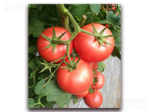 金棚152-番茄種子-金鵬
