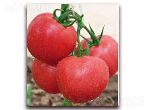 金棚8號(hào)B型-番茄種子-金鵬