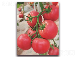 金棚218-番茄種子-金鵬