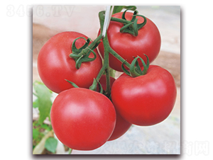 金棚148-番茄種子-金鵬