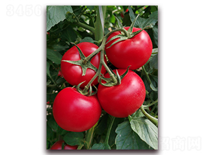 金棚2095-番茄種子-金鵬