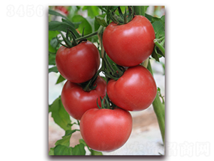 金棚9號(hào)-番茄種子-金鵬