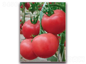 金棚8號-番茄種子-金鵬