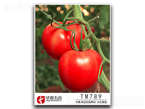 TM789-番茄種子-華泰五谷